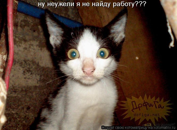 ну неужели я не найду работу???... Котоматрица: ну неужели я не найду работу???