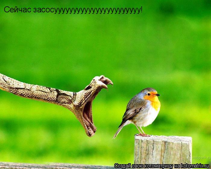 Сейчас засосууууууууууууууууууууууу!... Котоматрица: Сейчас засосууууууууууууууууууууууу!