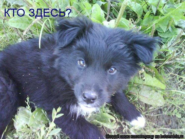 КТО ЗДЕСЬ?... Котоматрица: КТО ЗДЕСЬ?