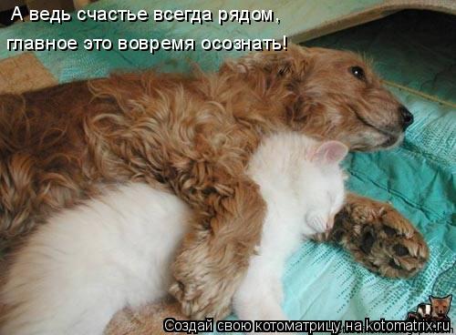 А ведь счастье всегда рядом, главное это вовремя осознать!... Котоматрица: А ведь счастье всегда рядом, главное это вовремя осознать!