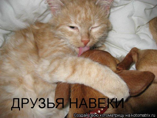 ДРУЗЬЯ НАВЕКИ... Котоматрица: ДРУЗЬЯ НАВЕКИ