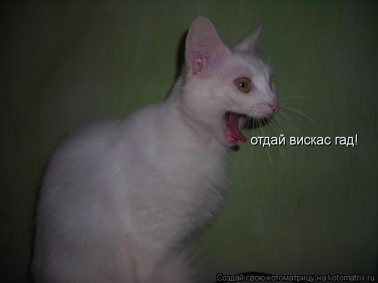 отдай вискас гад!... Котоматрица: отдай вискас гад!