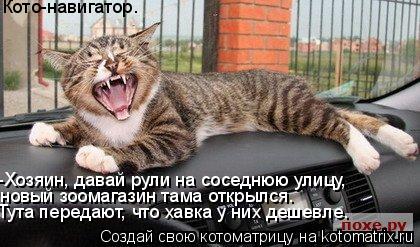 Кото-навигатор. -Хозяин, давай рули на соседнюю улицу, новый зоомагазин тама открылся. Тута передают... Котоматрица: Кото-навигатор. -Хозяин, давай рули на соседнюю улицу, новый зоомагазин тама открылся. Тута передают, что хавка у них дешевле.
