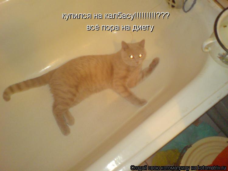 купился на калбасу!!!!!!!!!??? всё пора на диету... Котоматрица: купился на калбасу!!!!!!!!!??? всё пора на диету