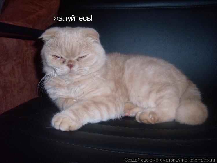 жалуйтесь!... Котоматрица: жалуйтесь!