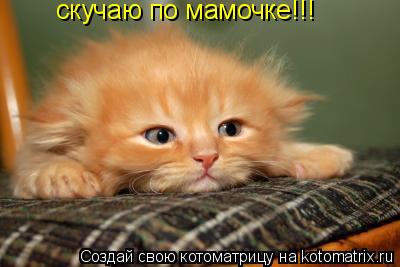 скучаю по мамочке!!!... Котоматрица: скучаю по мамочке!!!