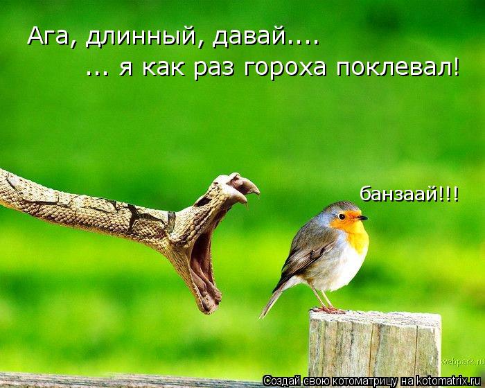 Ага, длинный, давай.... ... я как раз гороха поклевал! банзаай!!!... Котоматрица: Ага, длинный, давай.... ... я как раз гороха поклевал! банзаай!!!