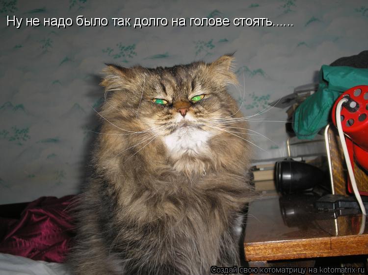 Ну не надо было так долго на голове стоять......... Котоматрица: Ну не надо было так долго на голове стоять......