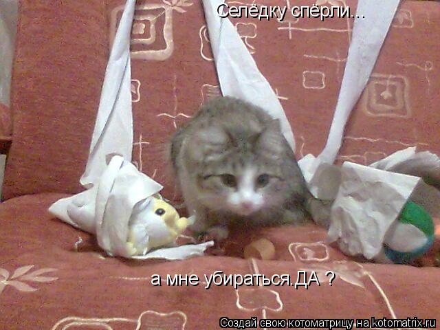 Селёдку спёрли... а мне убираться.ДА ?... Котоматрица: Селёдку спёрли... а мне убираться.ДА ?