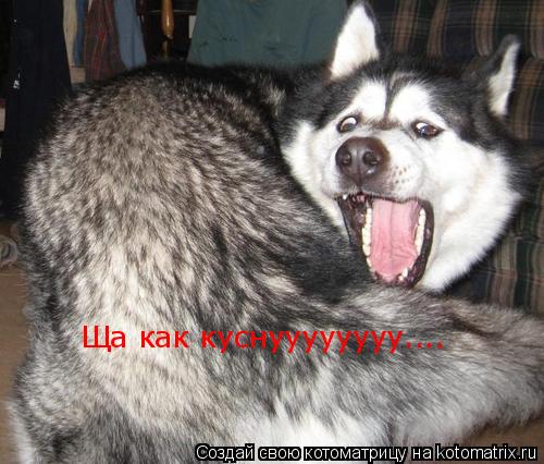 Ща как куснуууууууу....... Котоматрица: Ща как куснуууууууу....