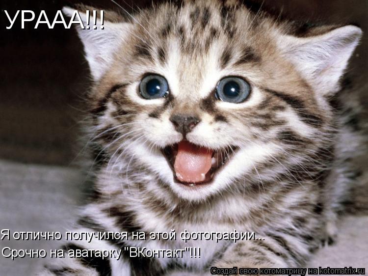 УРААА!!! Срочно на аватарку "ВКонтакт"!!! Я отлично получился на этой фотографии...... Котоматрица: УРААА!!! Срочно на аватарку "ВКонтакт"!!! Я отлично получился на этой фотографии...