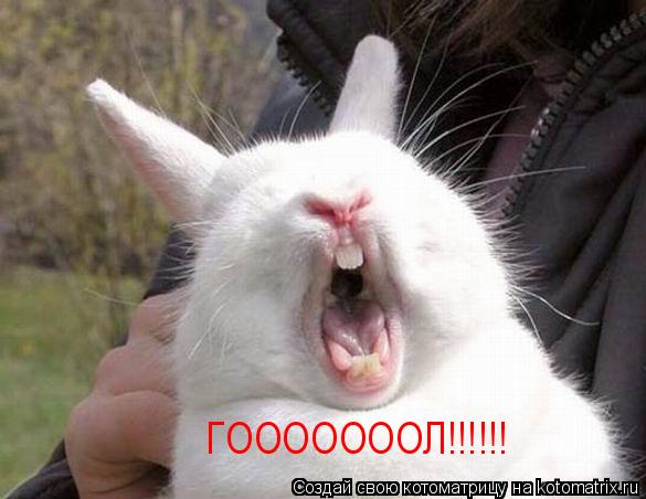 ГОООООООЛ!!!!!!... Котоматрица: ГОООООООЛ!!!!!!
