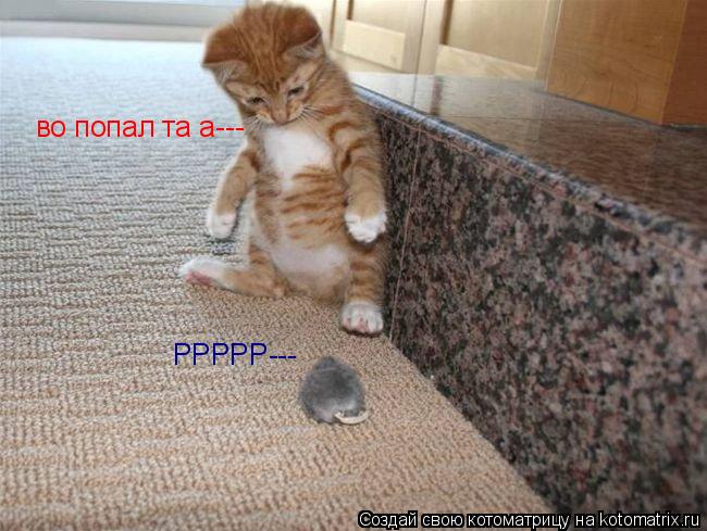 во попал та а--- РРРРР---... Котоматрица: во попал та а--- РРРРР---