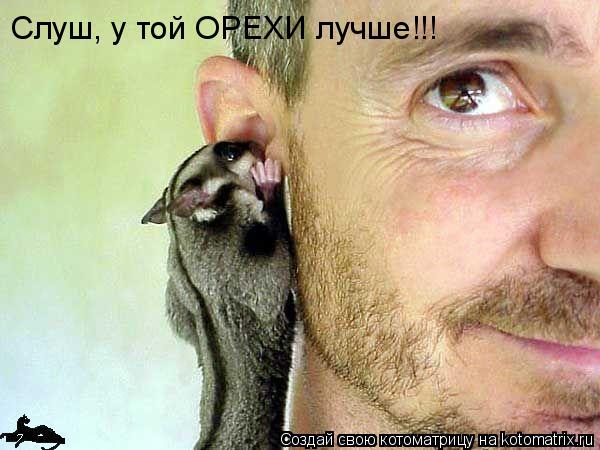 Слуш, у той ОРЕХИ лучше!!!... Котоматрица: Слуш, у той ОРЕХИ лучше!!!