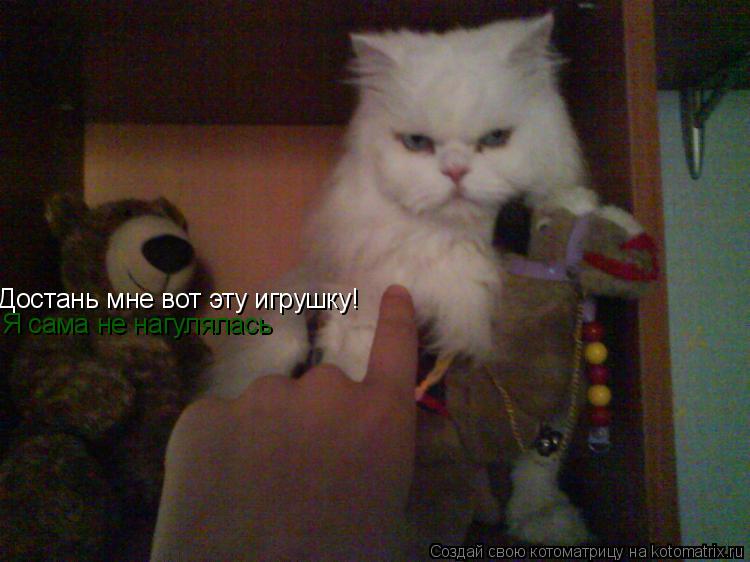 Достань мне вот эту игрушку! Я сама не нагулялась... Котоматрица: Достань мне вот эту игрушку! Я сама не нагулялась