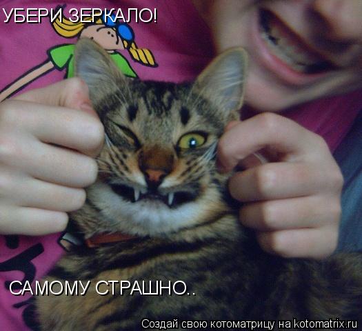 УБЕРИ ЗЕРКАЛО! САМОМУ СТРАШНО..... Котоматрица: УБЕРИ ЗЕРКАЛО! САМОМУ СТРАШНО..