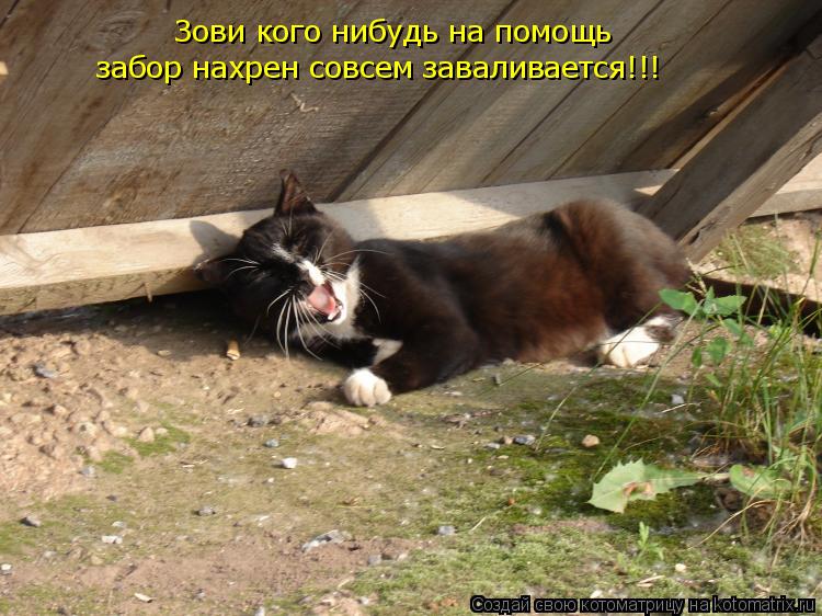 Зови кого нибудь на помощь забор нахрен совсем заваливается!!!... Котоматрица: Зови кого нибудь на помощь забор нахрен совсем заваливается!!!