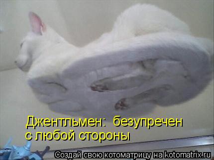 Джентльмен: безупречен с любой стороны... Котоматрица: Джентльмен: безупречен с любой стороны
