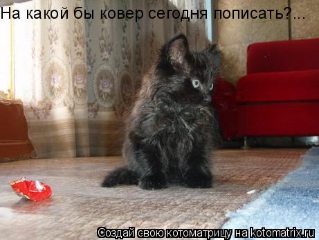 На какой бы ковер сегодня пописать?...... Котоматрица: На какой бы ковер сегодня пописать?...