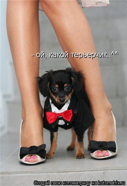 - ой, какой терьерчик..^^... Котоматрица: - ой, какой терьерчик..^^