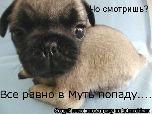 Все равно в Муть попаду.... Чо смотришь?... Котоматрица: Все равно в Муть попаду.... Чо смотришь?