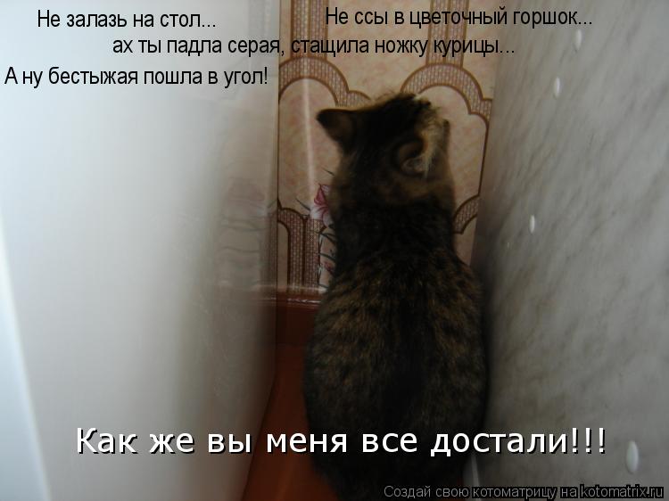 Не залазь на стол... А ну бестыжая пошла в угол! Как же вы меня все достали!!! Не ссы в цветочный гор... Котоматрица: Не залазь на стол... А ну бестыжая пошла в угол! Как же вы меня все достали!!! Не ссы в цветочный горшок... ах ты падла серая, стащила ножку куриц