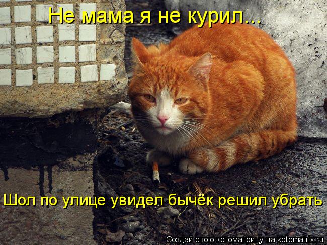 Не мама я не курил... Шол по улице увидел бычёк решил убрать... Котоматрица: Не мама я не курил... Шол по улице увидел бычёк решил убрать