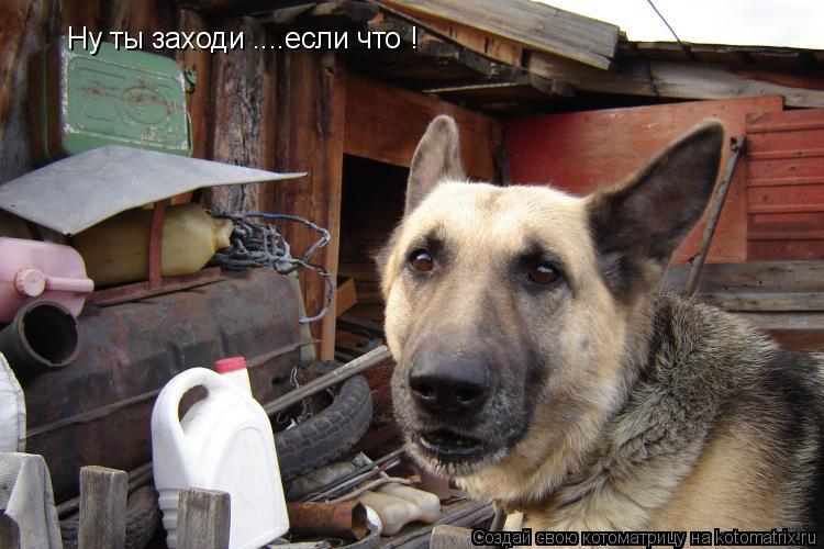 Ну ты заходи ....если что !... Котоматрица: Ну ты заходи ....если что !