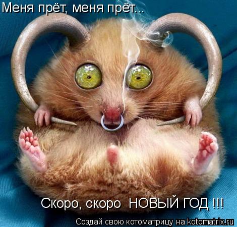 Меня прёт, меня прёт... Скоро, скоро НОВЫЙ ГОД !!!... Котоматрица: Меня прёт, меня прёт... Скоро, скоро НОВЫЙ ГОД !!!