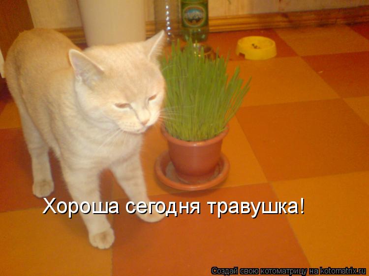 Хороша сегодня травушка!... Котоматрица: Хороша сегодня травушка!