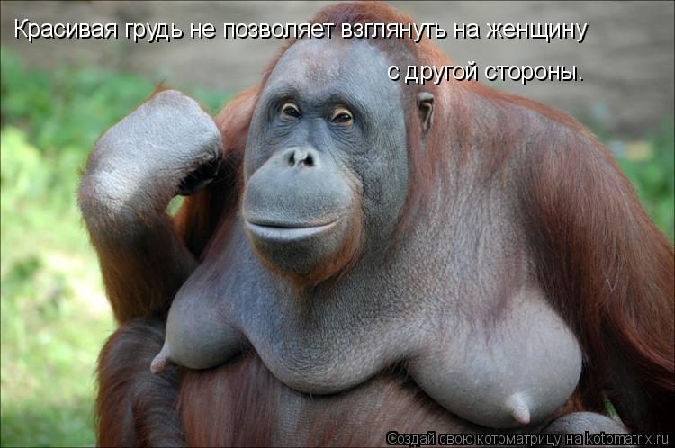 Красивая грудь не позволяет взглянуть на женщину с другой стороны.... Котоматрица: Красивая грудь не позволяет взглянуть на женщину с другой стороны.
