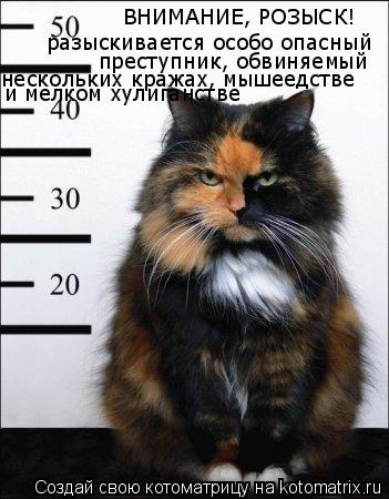 ВНИМАНИЕ, РОЗЫСК! разыскивается особо опасный преступник, обвиняемый нескольких кражах, мышеедстве и ... Котоматрица: ВНИМАНИЕ, РОЗЫСК! разыскивается особо опасный преступник, обвиняемый нескольких кражах, мышеедстве и мелком хулиганстве