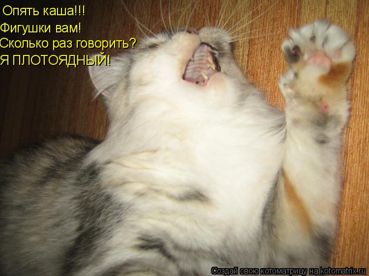 Опять каша!!! Фигушки вам! Сколько раз говорить? Я ПЛОТОЯДНЫЙ!... Котоматрица: Опять каша!!! Фигушки вам! Сколько раз говорить? Я ПЛОТОЯДНЫЙ!
