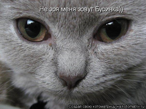 Не зря меня зовут Бусинка))... Котоматрица: Не зря меня зовут Бусинка))
