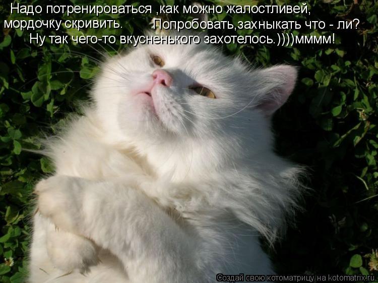 Надо потренироваться ,как можно жалостливей, мордочку скривить. Попробовать,захныкать что - ли? Ну та... Котоматрица: Надо потренироваться ,как можно жалостливей, мордочку скривить. Попробовать,захныкать что - ли? Ну так чего-то вкусненького захотелось.))))мм