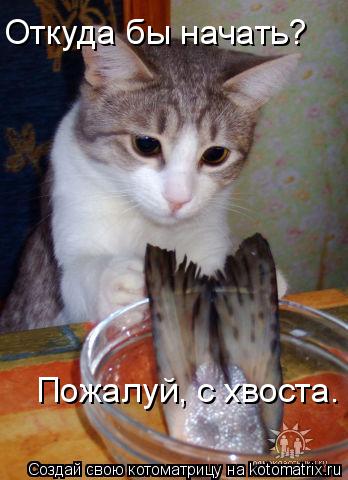 Откуда бы начать? Пожалуй, с хвоста.... Котоматрица: Откуда бы начать? Пожалуй, с хвоста.