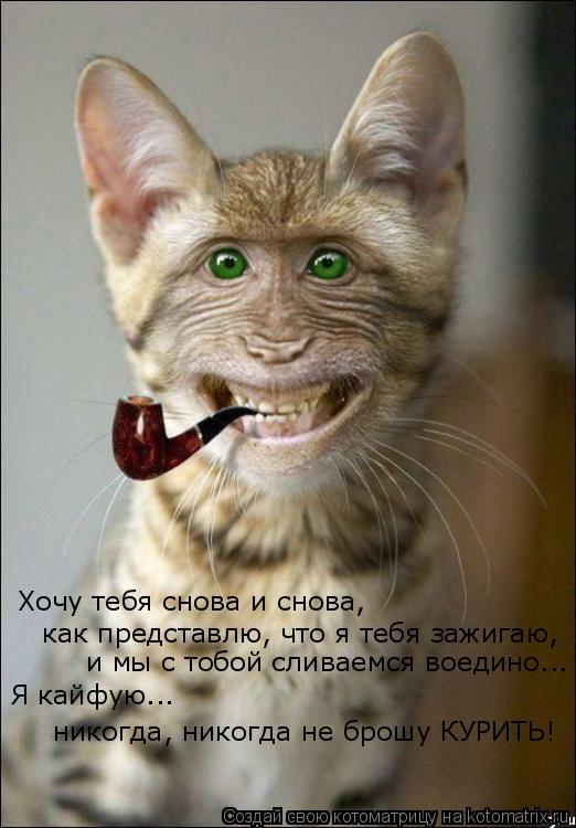 Хочу тебя снова и снова, как представлю, что я тебя зажигаю, и мы с тобой сливаемся воедино... Я к... Котоматрица: Хочу тебя снова и снова, как представлю, что я тебя зажигаю, и мы с тобой сливаемся воедино... Я кайфую... никогда, никогда не брошу КУРИТЬ!