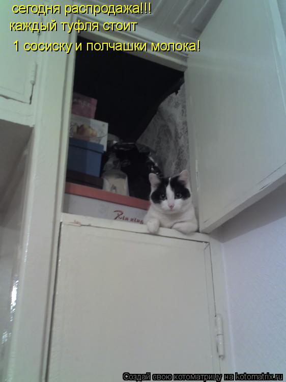 сегодня распродажа!!! каждый туфля стоит 1 сосиску и полчашки молока!... Котоматрица: сегодня распродажа!!! каждый туфля стоит 1 сосиску и полчашки молока!