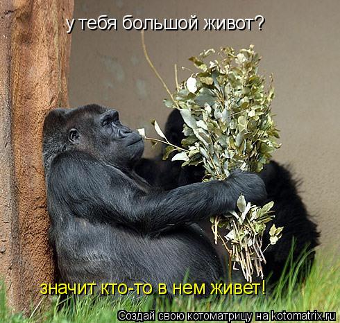 у тебя большой живот? значит кто-то в нем живет!... Котоматрица: у тебя большой живот? значит кто-то в нем живет!
