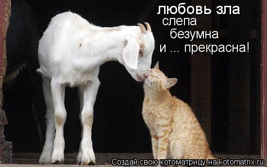 любовь зла слепа безумна и ... прекрасна!... Котоматрица: любовь зла слепа безумна и ... прекрасна!