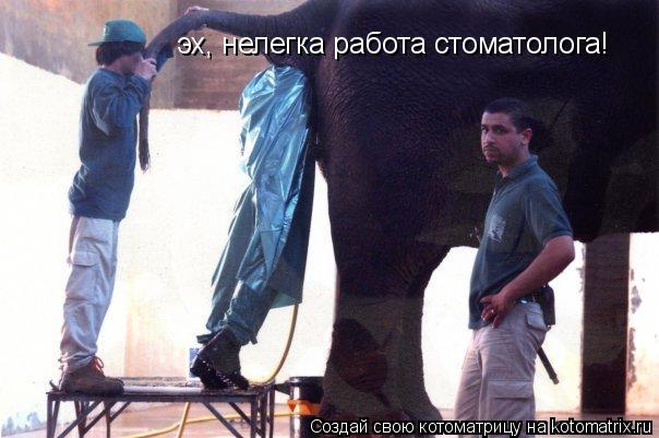 эх, нелегка работа стоматолога!... Котоматрица: эх, нелегка работа стоматолога!