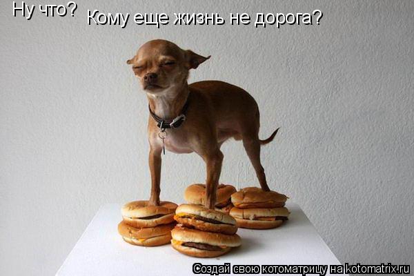 Ну что? Кому еще жизнь не дорога?... Котоматрица: Ну что? Кому еще жизнь не дорога?