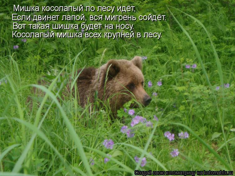 Мишка косолапый по лесу идёт, Если двинет лапой, вся мигрень сойдёт. Вот такая шишка будет на носу. ... Котоматрица: Мишка косолапый по лесу идёт, Если двинет лапой, вся мигрень сойдёт. Вот такая шишка будет на носу. Косолапый мишка всех крупней в лесу.