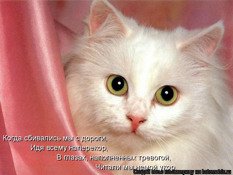 Когда сбивались мы с дороги, Идя всему наперекор, В глазах, наполненных тревогой, Читали мы немо... Котоматрица: Когда сбивались мы с дороги, Идя всему наперекор, В глазах, наполненных тревогой, Читали мы немой укор.