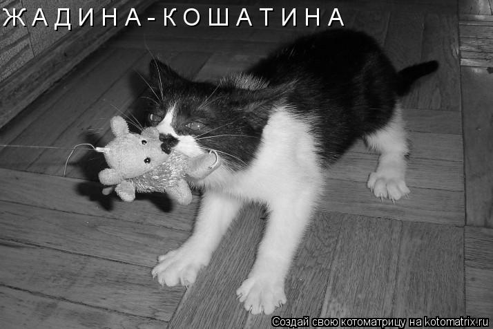 Ж А Д И Н А - К О Ш А Т И Н А... Котоматрица: Ж А Д И Н А - К О Ш А Т И Н А