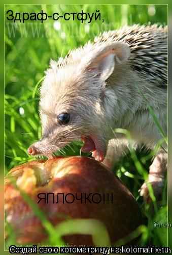 Здраф-с-стфуй, Здраф-с-стфуй, ЯПЛОЧКО!!!... Котоматрица: Здраф-с-стфуй, Здраф-с-стфуй, ЯПЛОЧКО!!!