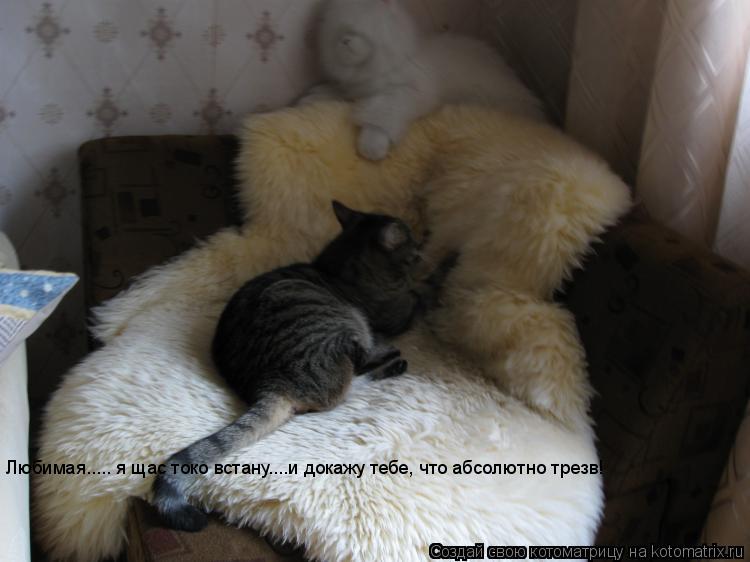 Любимая..... я щас токо встану....и докажу тебе, что абсолютно трезв!... Котоматрица: Любимая..... я щас токо встану....и докажу тебе, что абсолютно трезв!