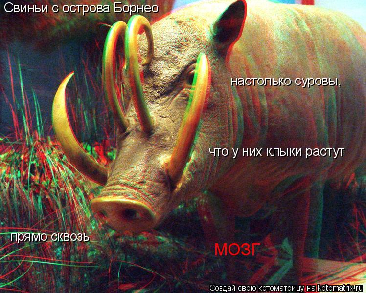 Свиньи с острова Борнео настолько суровы, что у них клыки растут прямо сквозь МОЗГ... Котоматрица: Свиньи с острова Борнео настолько суровы, что у них клыки растут прямо сквозь МОЗГ