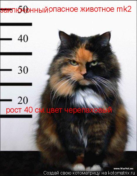 заключонный: рост 40 см.цвет черепаховый опасное животное mk2... Котоматрица: заключонный: рост 40 см.цвет черепаховый опасное животное mk2