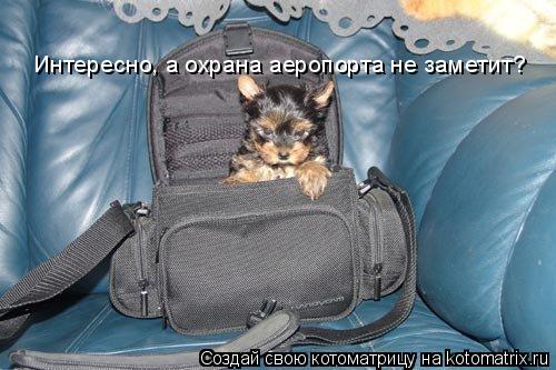 Интересно, а охрана аеропорта не заметит?... Котоматрица: Интересно, а охрана аеропорта не заметит?